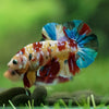 Multicolor/Galaxy Koi Plakat -15 weeks Old