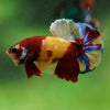 Multicolor/Galaxy Koi Plakat -16 weeks Old