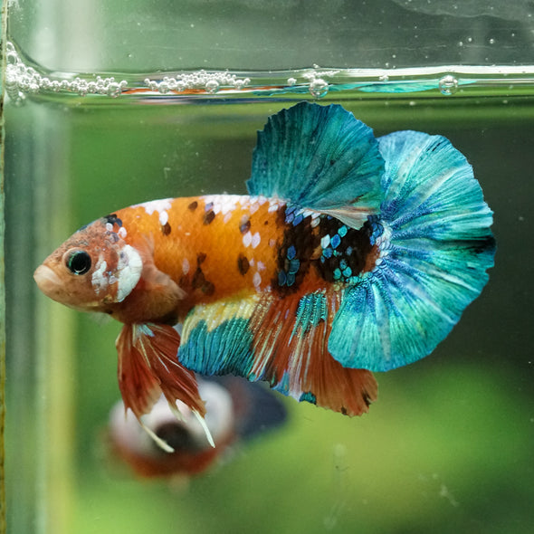 Multicolor/Galaxy Koi Plakat -16 weeks Old