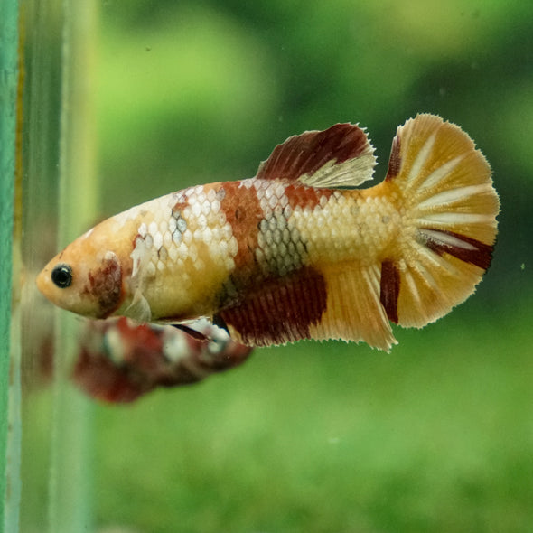 Multicolor/ Galaxy Koi Plakat - Female- 13 Weeks Old