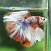 Galaxy/Candy Koi Halfmoon - 14 weeks old