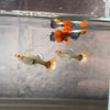 Koi dumbo Guppy pair - USA Bred