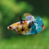 Multicolor/ Galaxy Koi Plakat - Female- 13 Weeks Old