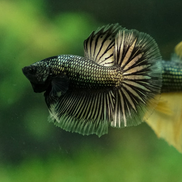 Dragon Scale Halfmoon - 10 weeks old