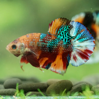 Multicolor/Galaxy Koi Plakat -16 weeks Old