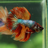 Galaxy/Candy Koi Halfmoon - 14 weeks old