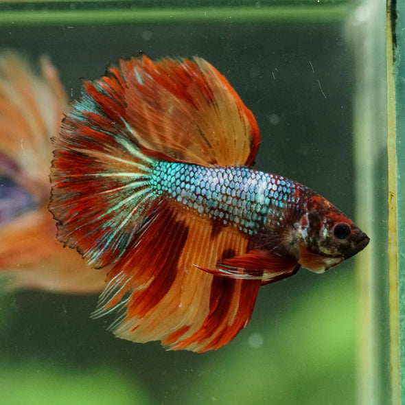 Galaxy/Candy Koi Halfmoon - 14 weeks old
