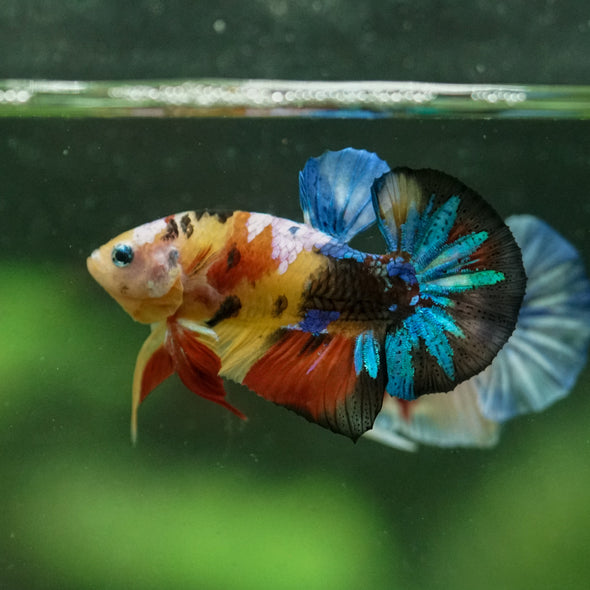 Multicolor/Galaxy Koi Plakat -10 weeks Old