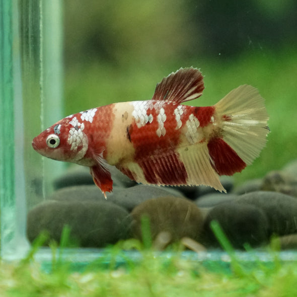 Multicolor/ Galaxy Koi Plakat- Female- 13 Weeks Old