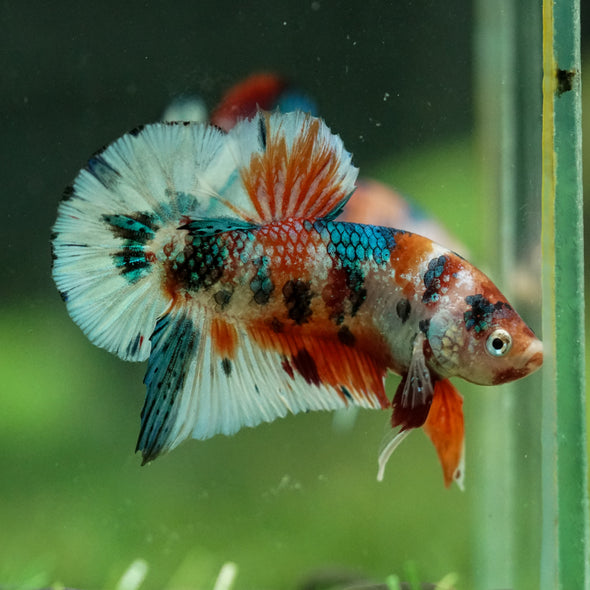 Multicolor/Galaxy Koi Plakat -16 weeks Old