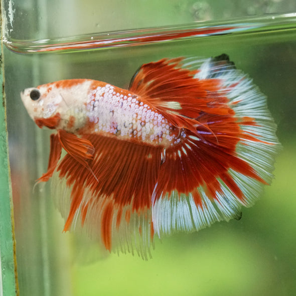 Galaxy/Candy Koi Halfmoon - 14 weeks old