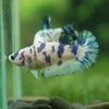 Blue/Green Dalmatian Plakat- Female