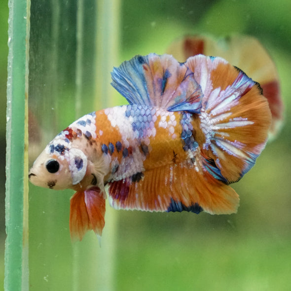 Multicolor/Galaxy Koi Plakat -13 weeks Old