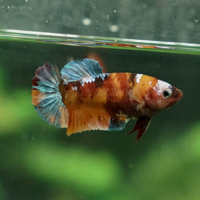 Multicolor/ Galaxy Koi Plakat - Female- 13 Weeks Old