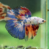 Galaxy/Candy Koi Halfmoon - 14 weeks old