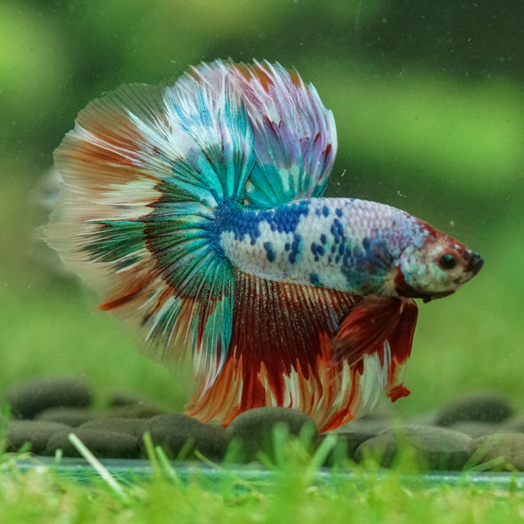 Galaxy/Candy Koi Halfmoon - 13 weeks old