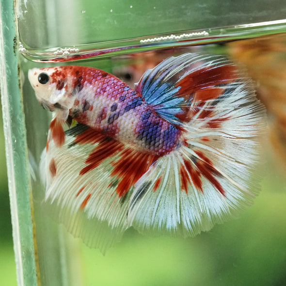 Galaxy/Candy Koi Halfmoon - 14 weeks old