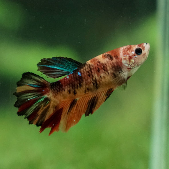 Multicolor/ Galaxy Koi Halfmoon- Female- 13 Weeks Old