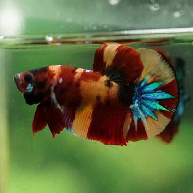 Multicolor/Galaxy Koi Plakat -16 weeks Old