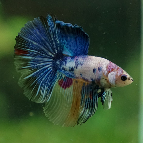 Galaxy Koi Halfmoon - 13 weeks old