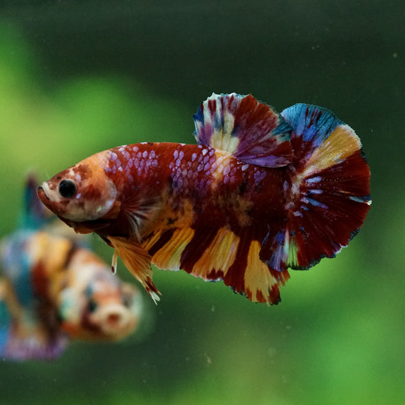 Multicolor/Galaxy Koi Plakat -15 weeks Old