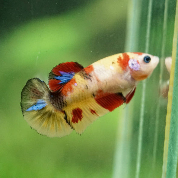 Multicolor/ Galaxy Koi Plakat- Female- 13 Weeks Old