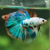 Galaxy/Candy Koi Halfmoon - 14 weeks old