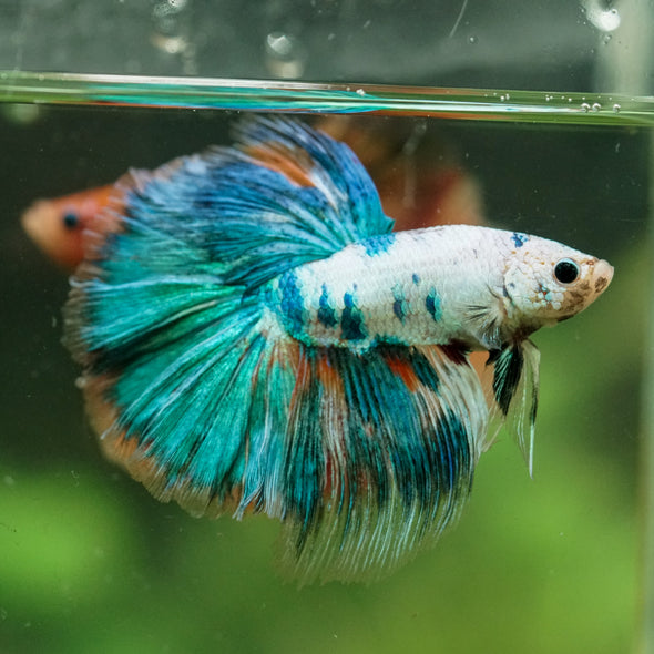 Galaxy/Candy Koi Halfmoon - 14 weeks old