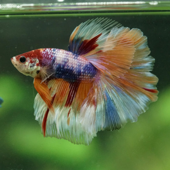 Galaxy/Candy Koi Halfmoon - 14 weeks old
