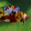 Multicolor/Galaxy Koi Plakat -13 weeks Old