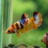 Multicolor/ Galaxy Koi Plakat - Female- 13 Weeks Old