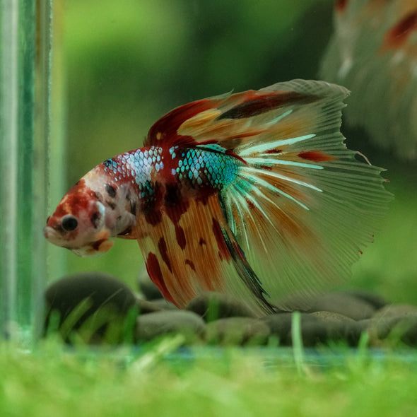 Galaxy/Candy Koi Halfmoon - 14 weeks old