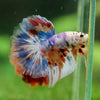 Galaxy/Candy Koi Halfmoon - 14 weeks old