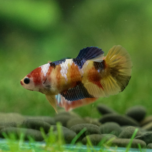 Multicolor/ Galaxy Koi Plakat - Female- 13 Weeks Old