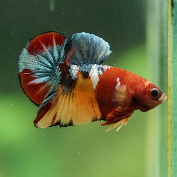 Multicolor/Galaxy Koi Plakat -16 weeks Old