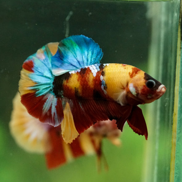 Multicolor/Galaxy Koi Plakat -16 weeks Old