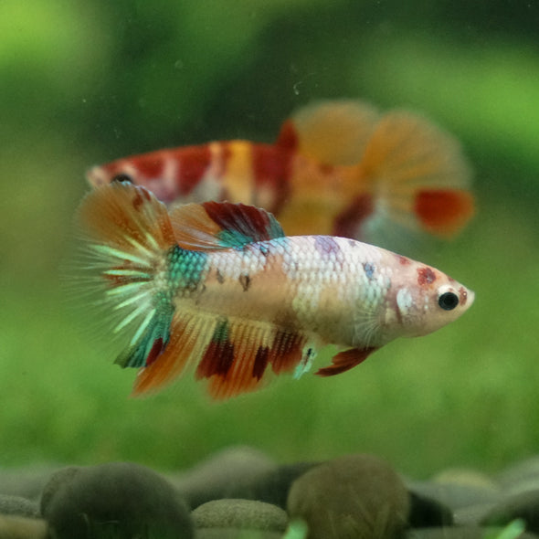 Multicolor/ Galaxy Koi Halfmoon - Female- 13 Weeks Old