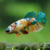 Multicolor/ Galaxy Koi Plakat- Female- 13 Weeks Old