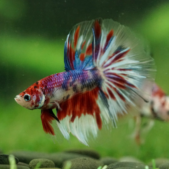 Galaxy/Candy Koi Halfmoon - 14 weeks old