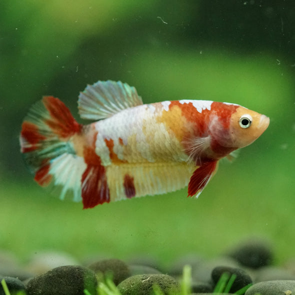 Multicolor/ Galaxy Koi Plakat- Female- 13 Weeks Old