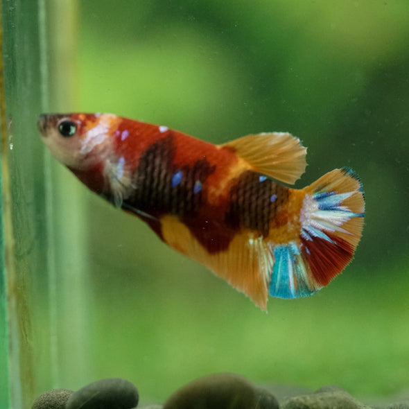 Multicolor/ Galaxy Koi Plakat- Female- 13 Weeks Old