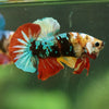 Multicolor/Galaxy Koi Plakat -16 weeks Old