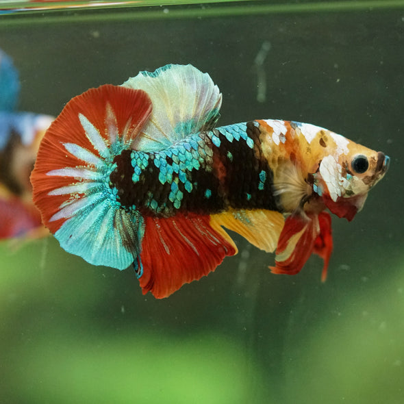 Multicolor/Galaxy Koi Plakat -16 weeks Old