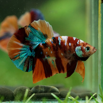 Multicolor/Galaxy Koi Plakat -16 weeks Old