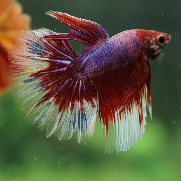 Galaxy/Candy Koi Halfmoon - 14 weeks old