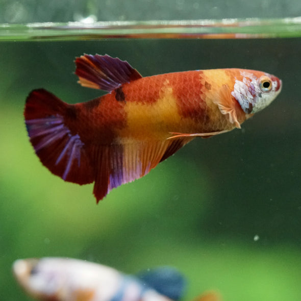 Multicolor/ Galaxy Koi Plakat- Female- 13 Weeks Old