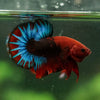 Red Fancy (Hell Boy) Plakat -13 weeks Old