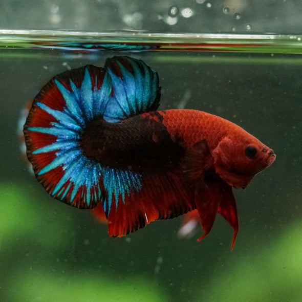 Red Fancy (Hell Boy) Plakat -13 weeks Old