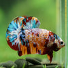 Multicolor/Galaxy Koi Plakat -16 weeks Old