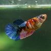 Multicolor/ Galaxy Koi Plakat- Female- 13 Weeks Old